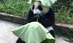 熊猫夏总爆料视频,揭秘视频背后的惊人真相